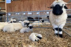 fe6b5d78-5511-4571-b9e8-a11b0176e93d